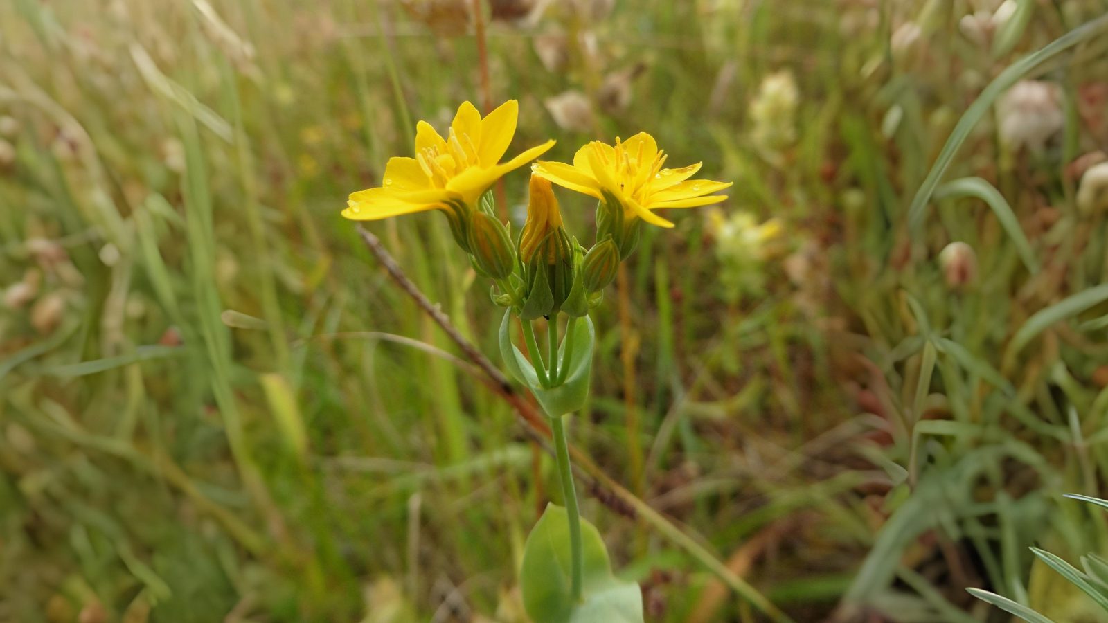 06-June Downland & Wetland Magic Section Image