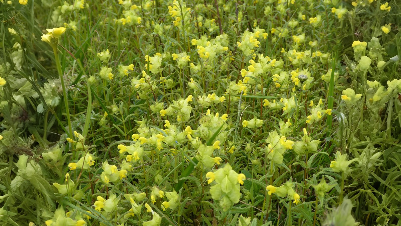06-June Downland & Wetland Magic Section Image