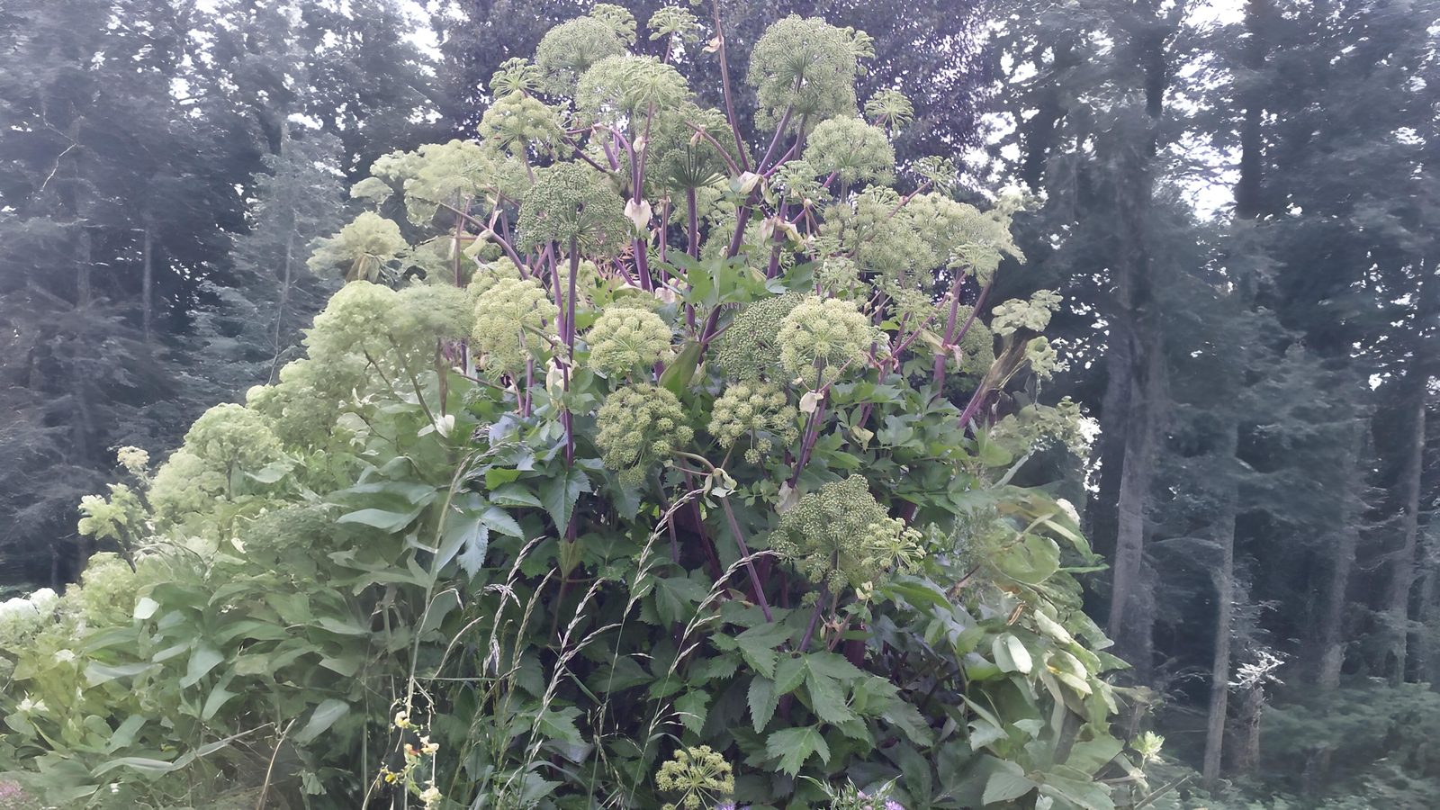 07-June June’s Umbellifer Secrets Section Image