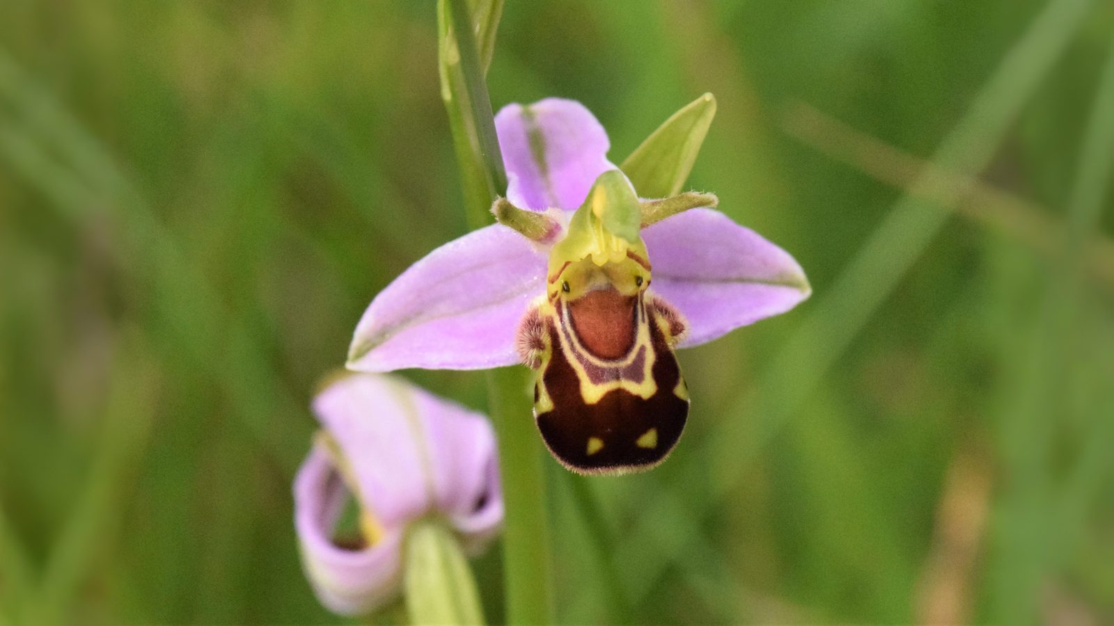 08-June June’s Last Orchids & Secret Fungi Section Image