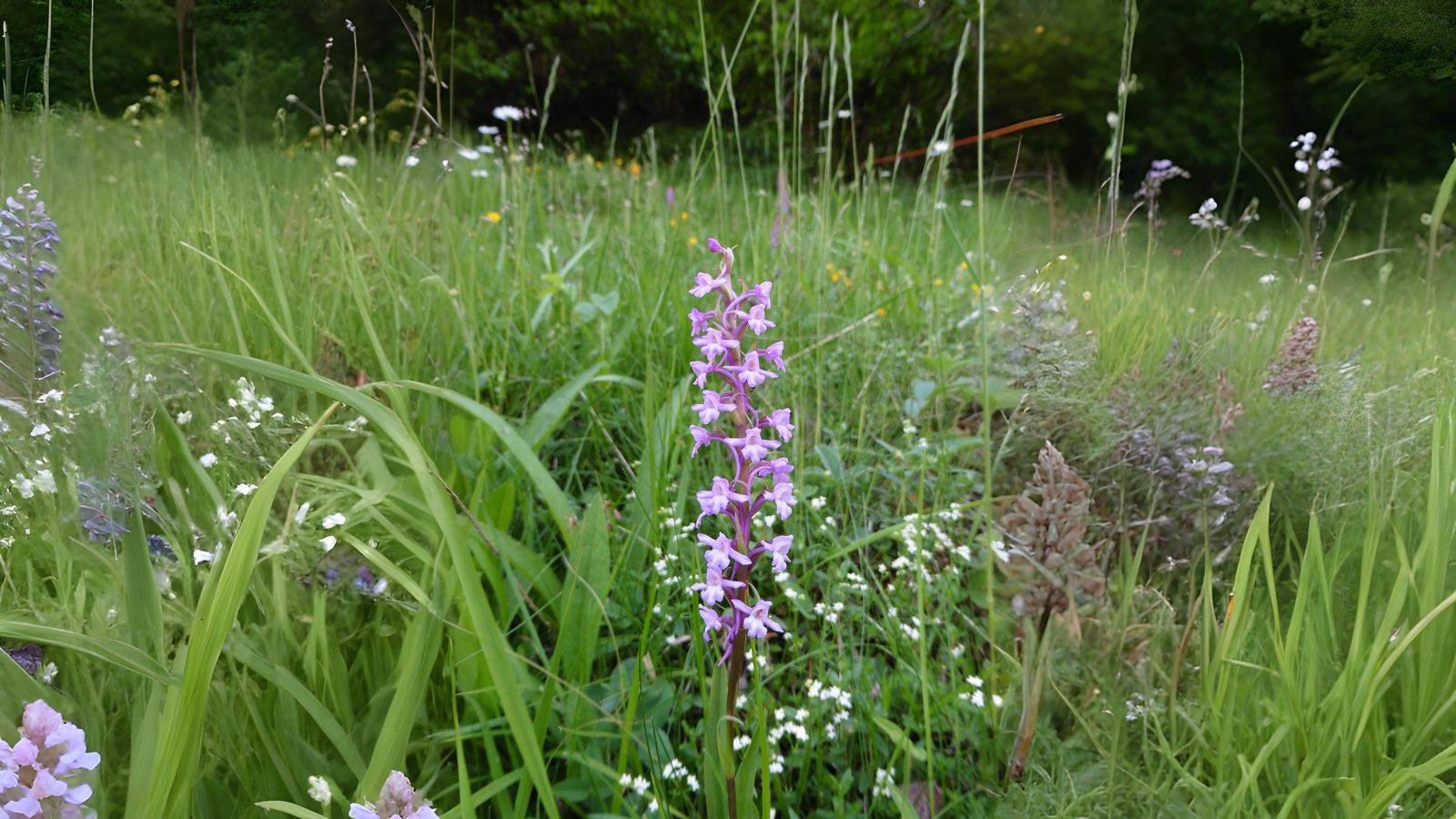 08-June June’s Last Orchids & Secret Fungi Section Image