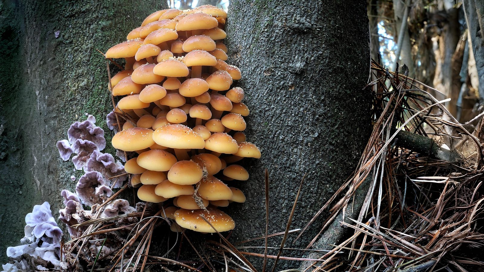 08-June June’s Last Orchids & Secret Fungi Section Image