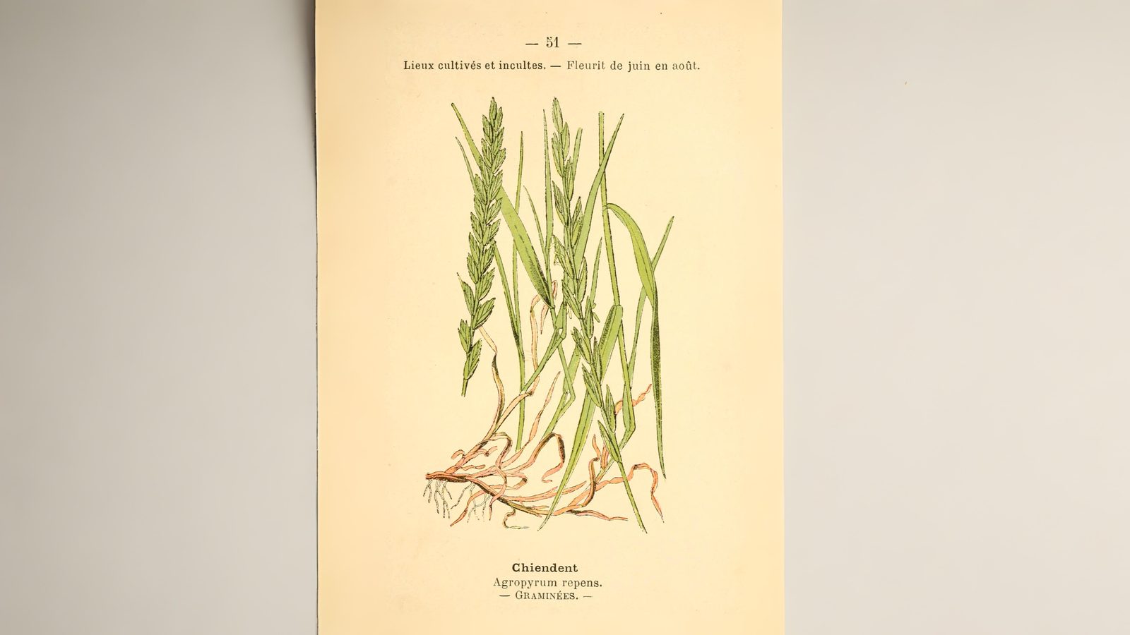 09-June June’s Grass Secrets Section Image