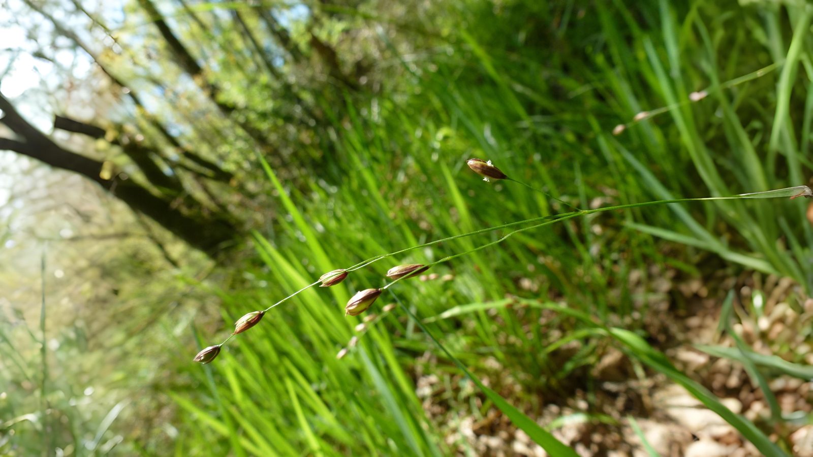 09-June June’s Grass Secrets Section Image