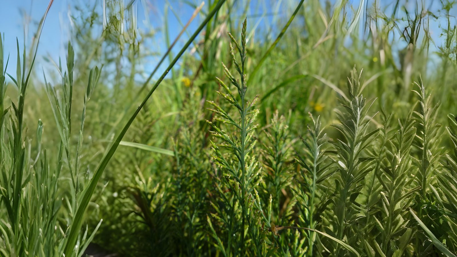 09-June June’s Grass Secrets Section Image