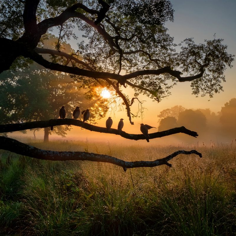 10-June June’s Vanishing Birdsong