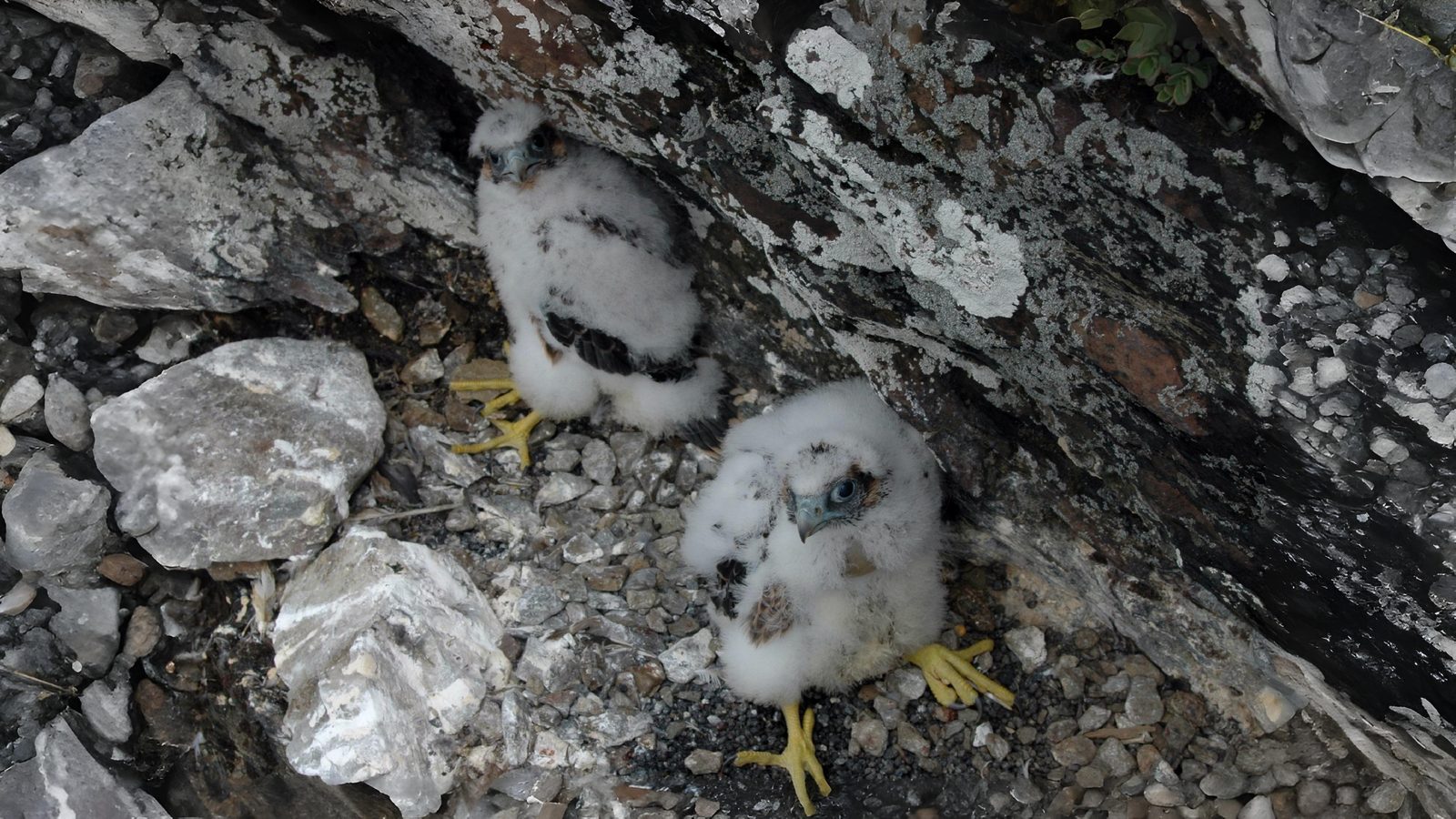 11-June London’s Fledglings in Flight Section Image