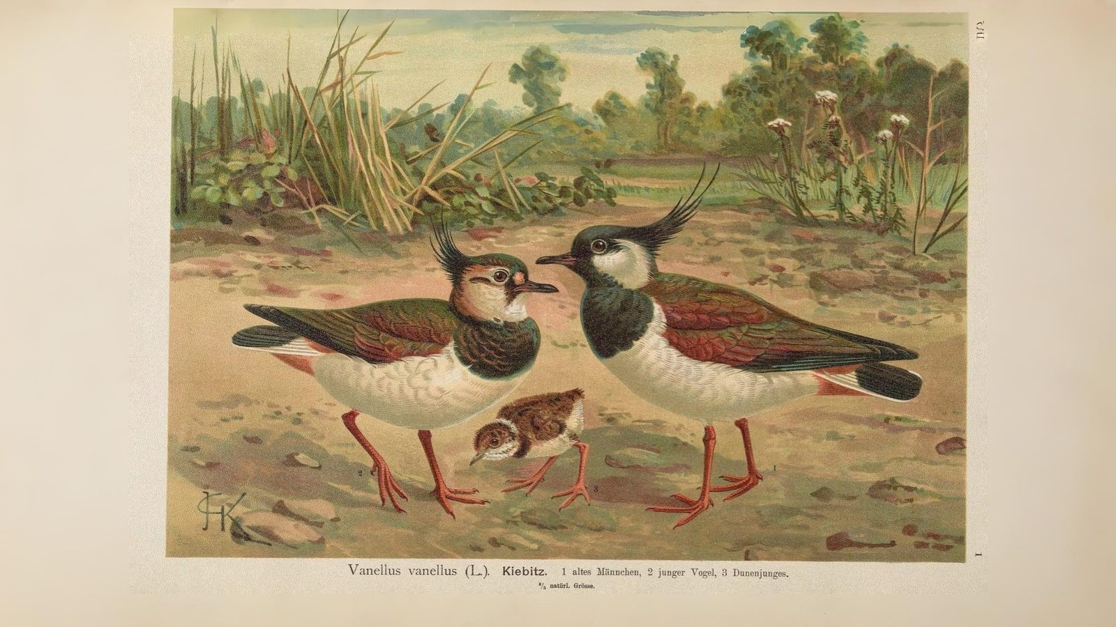 11-June London’s Fledglings in Flight Section Image