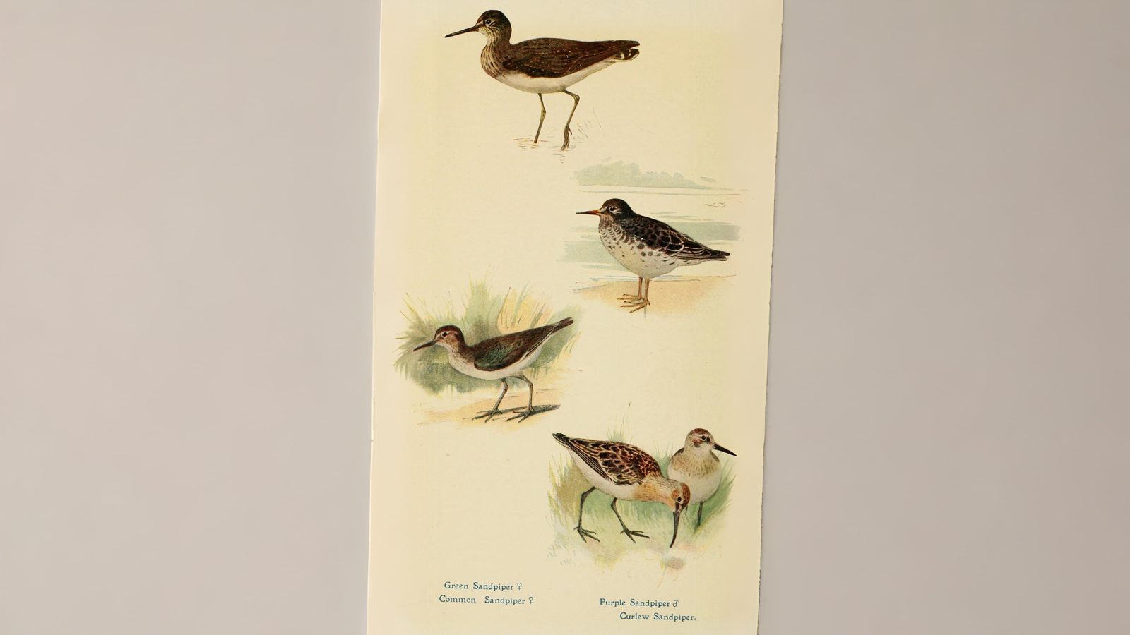 12-June London’s Rare Birds & Late Nesters Section Image