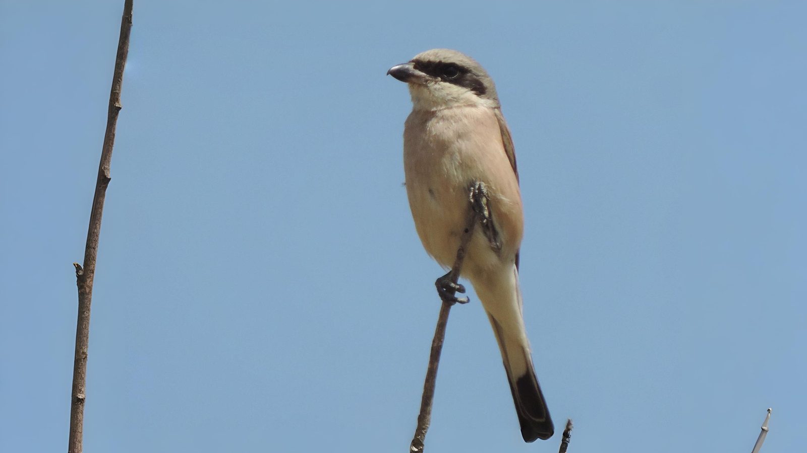 12-June London’s Rare Birds & Late Nesters Section Image