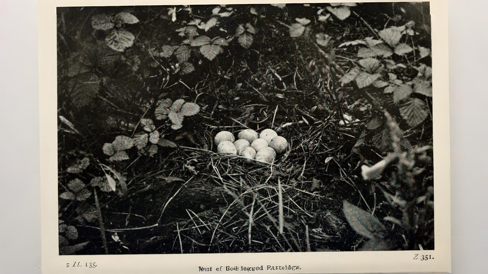 12-June London’s Rare Birds & Late Nesters Section Image