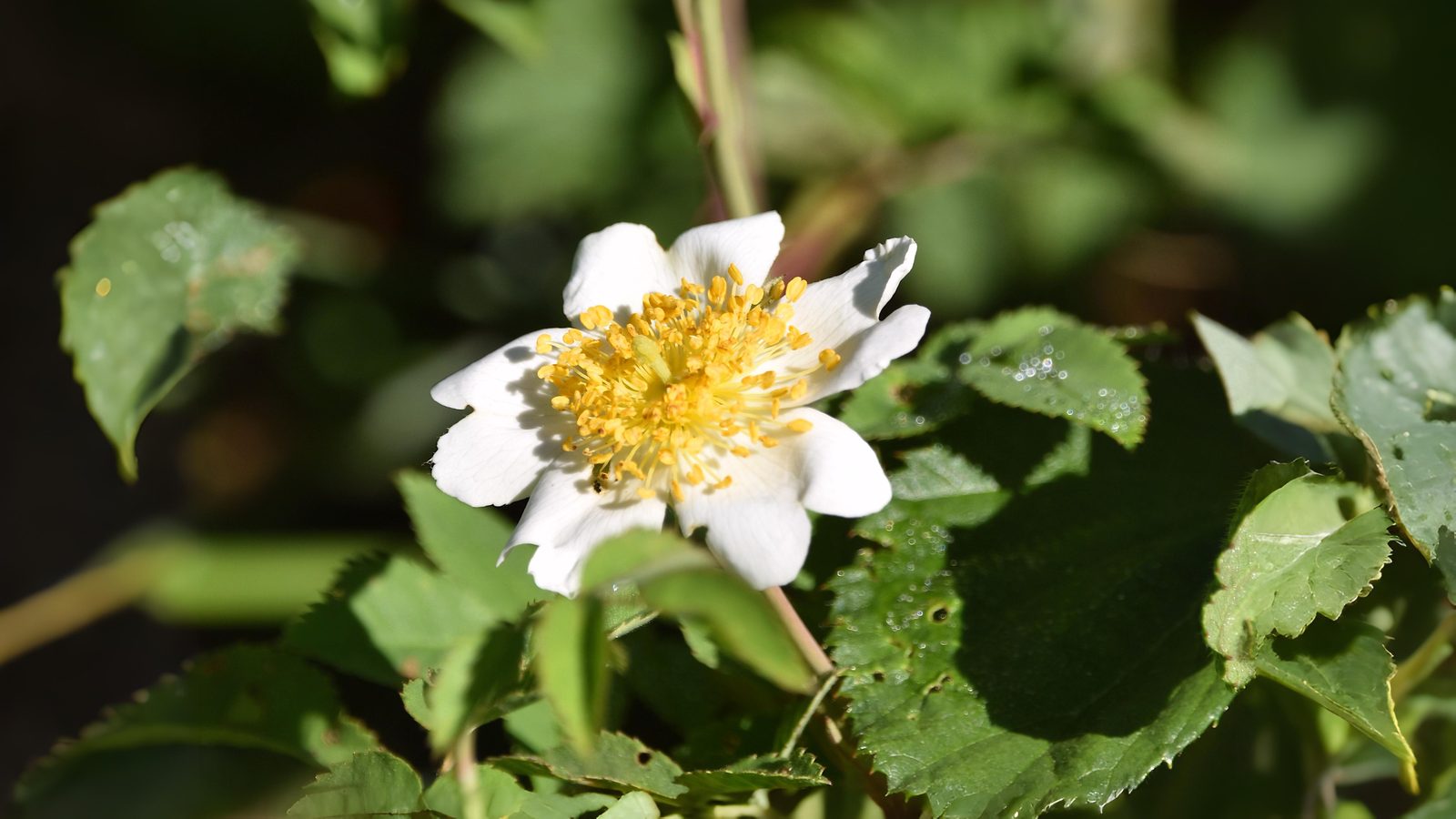 13-June Shakespeare’s Wild Roses Section Image