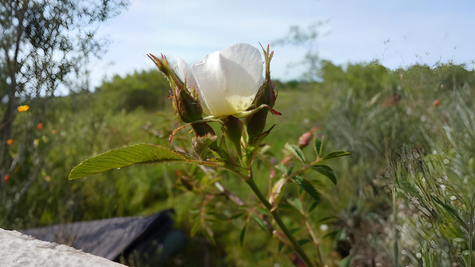 13-June Shakespeare’s Wild Roses Section Image