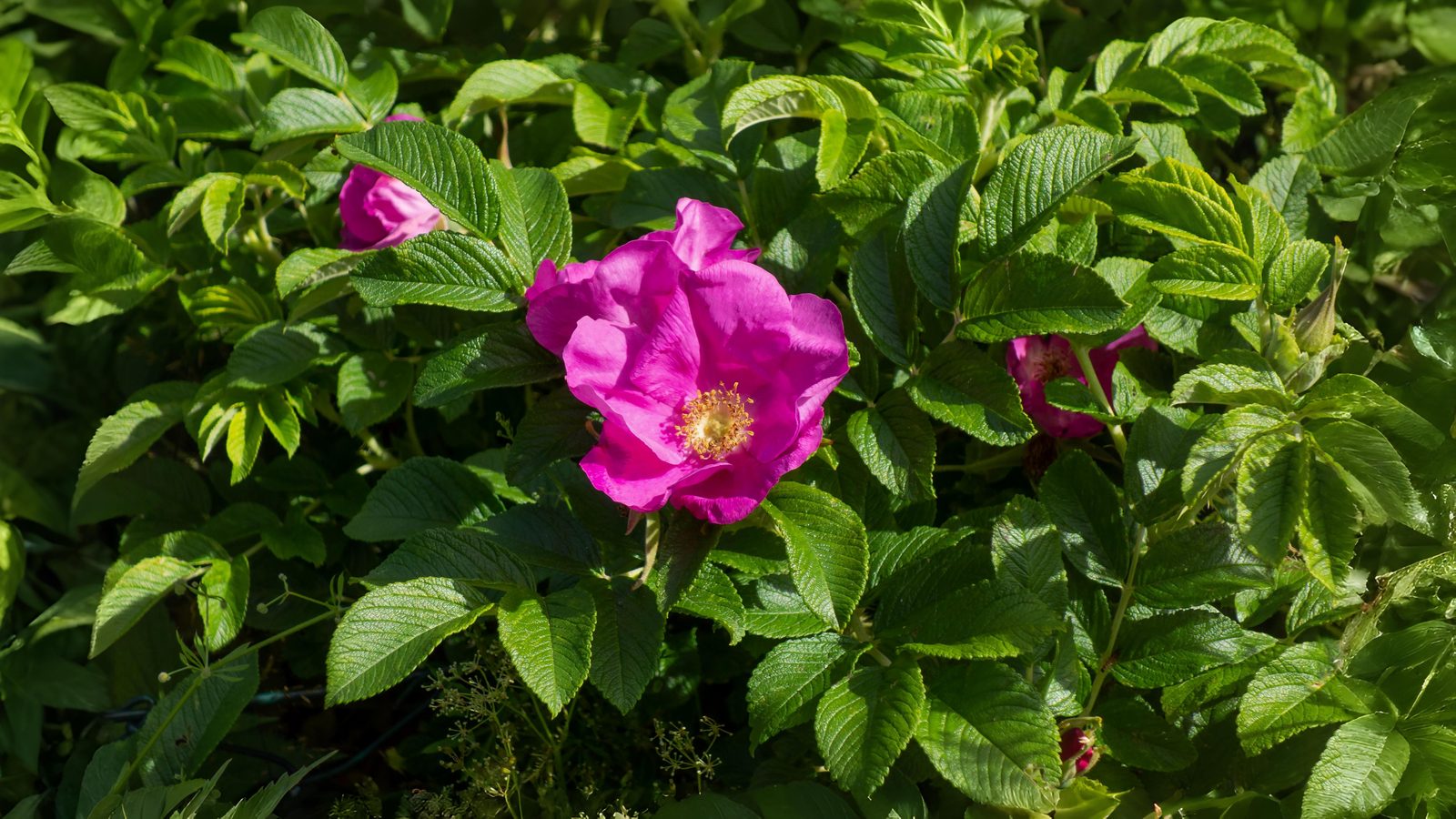 13-June Shakespeare’s Wild Roses Section Image