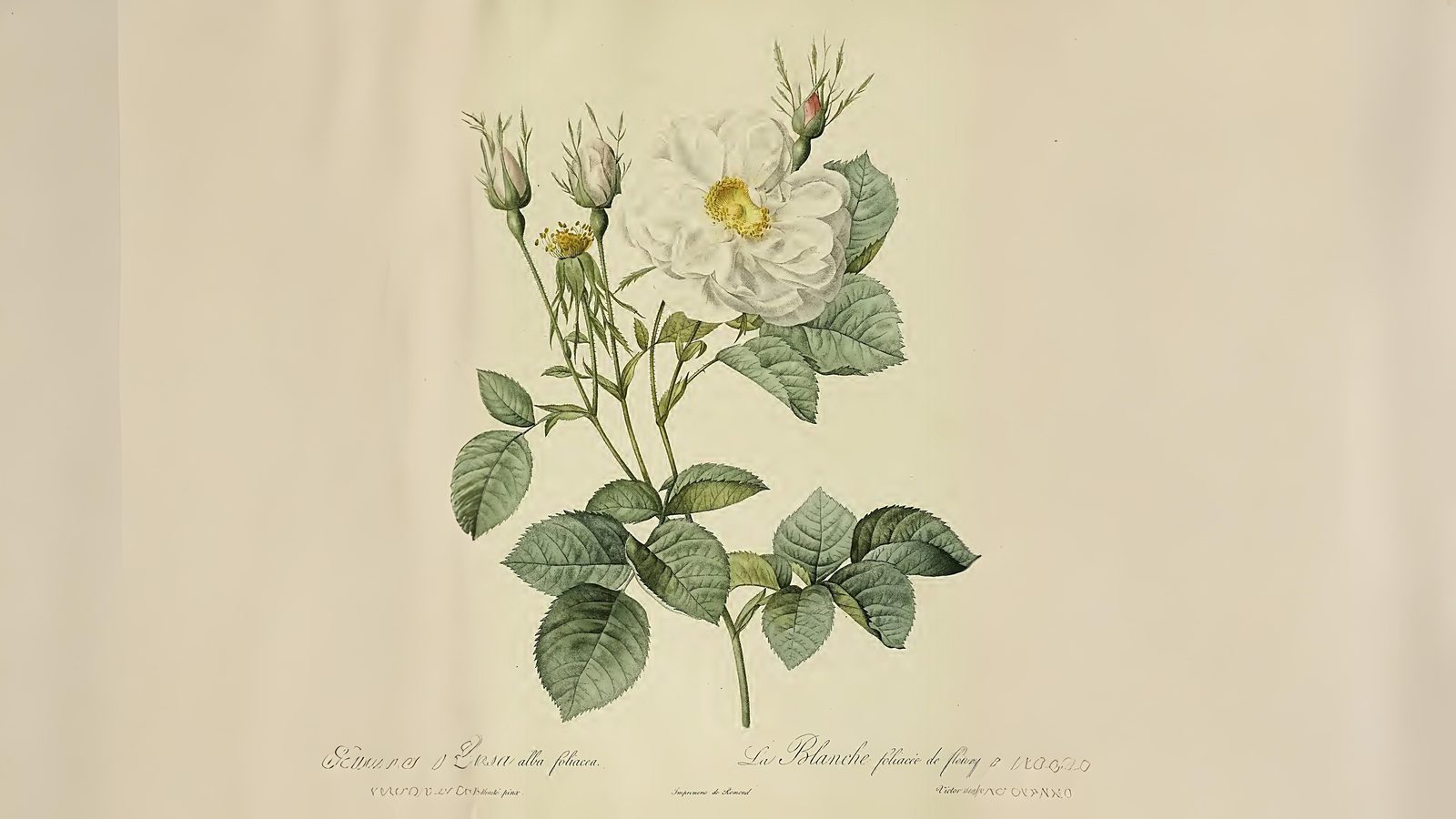 14-June War of the Roses Revisited Section Image