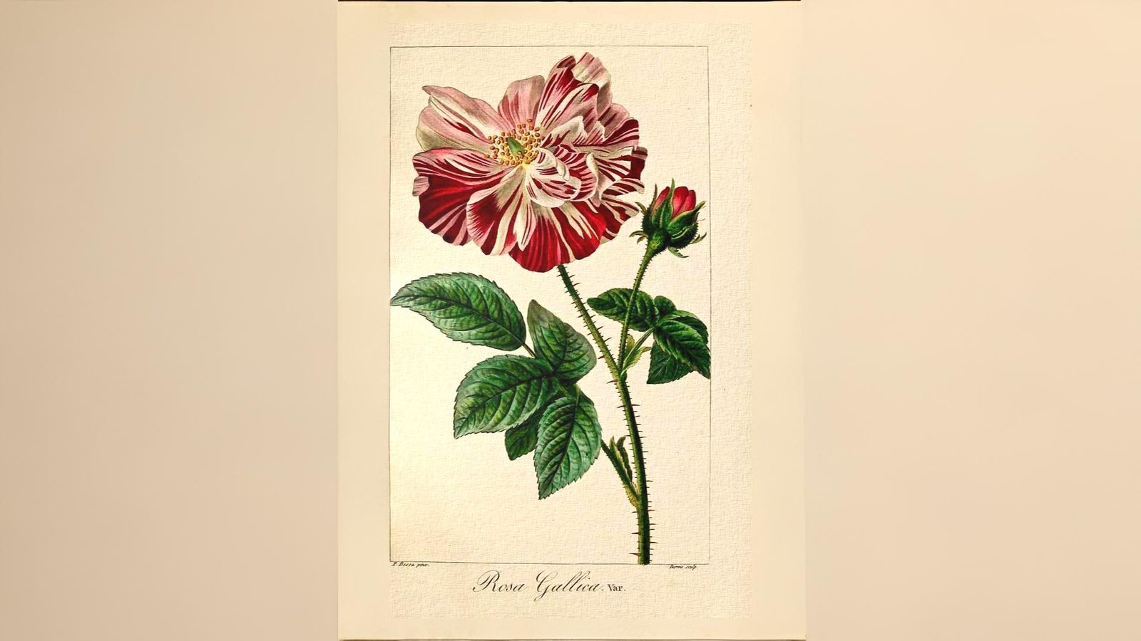 14-June War of the Roses Revisited Section Image