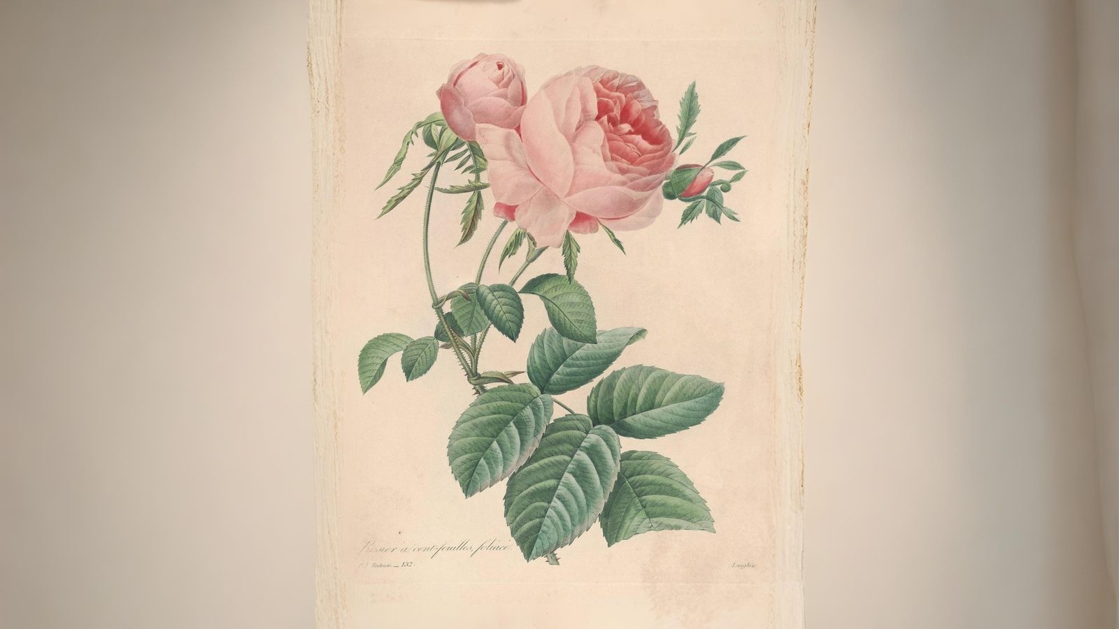 15-June London's Living Rose History Section Image