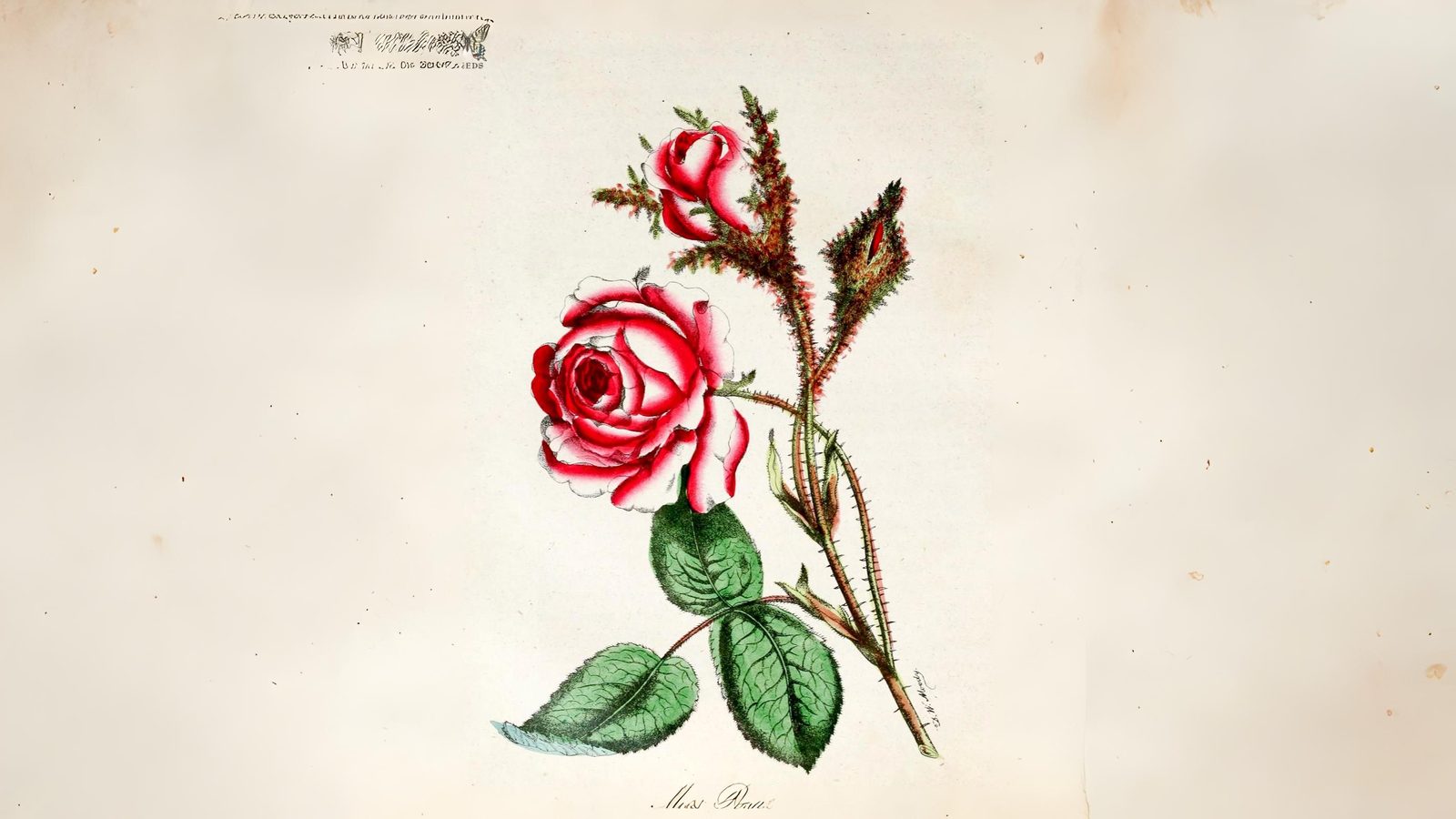 15-June London's Living Rose History Section Image
