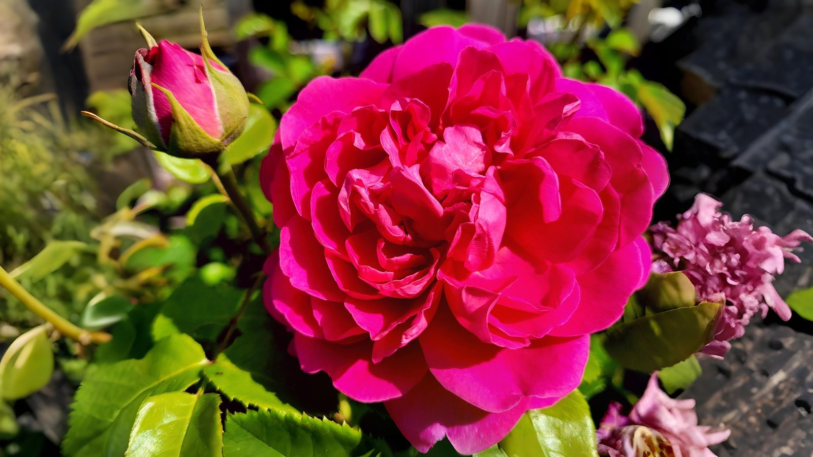 16-June London’s Scented Roses Section Image