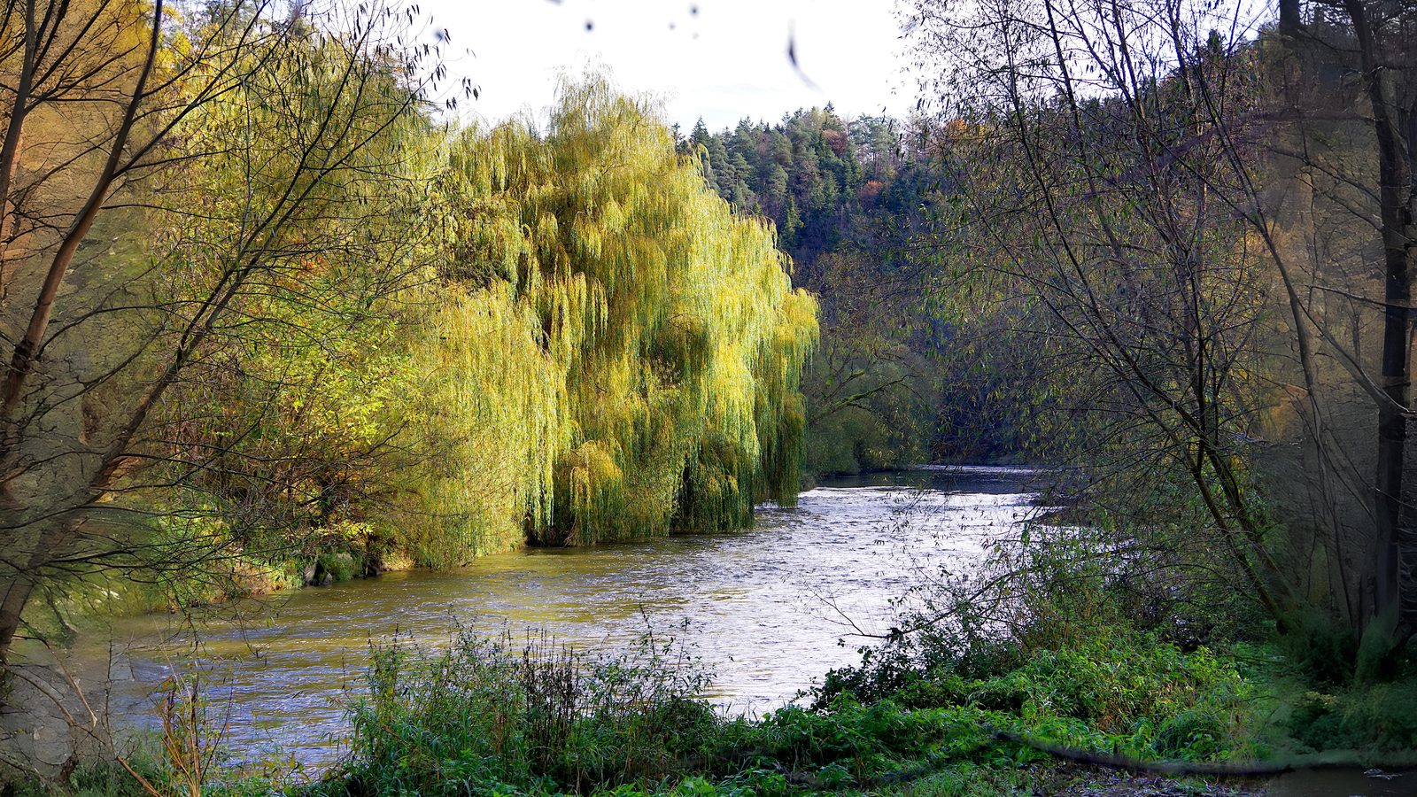 18-June Willows, Poplars & Rare Giants Section Image