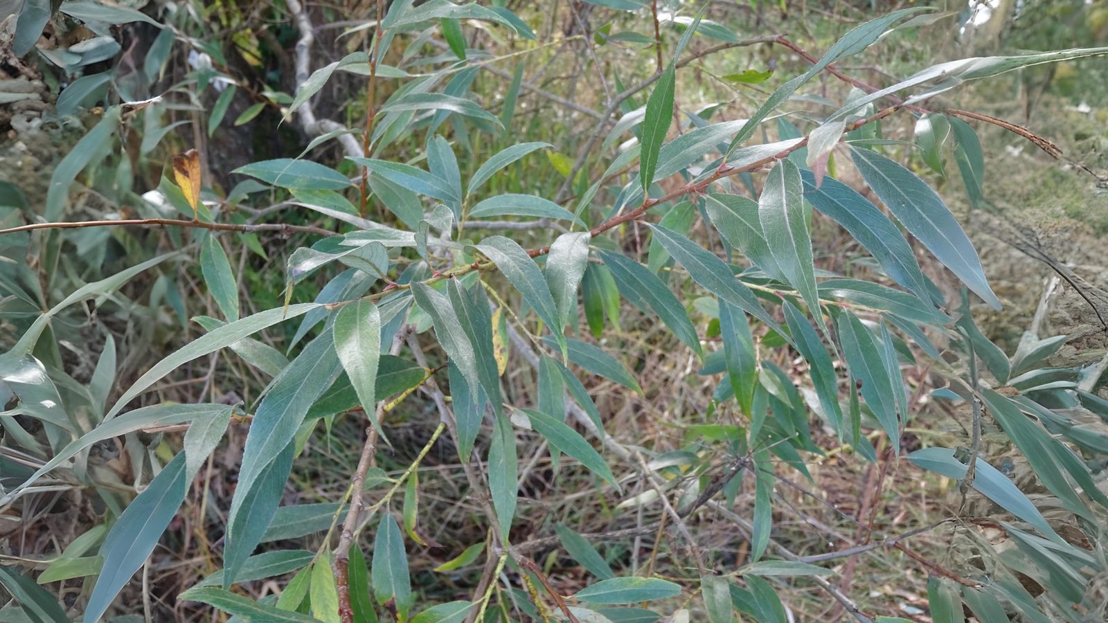 18-June Willows, Poplars & Rare Giants Section Image