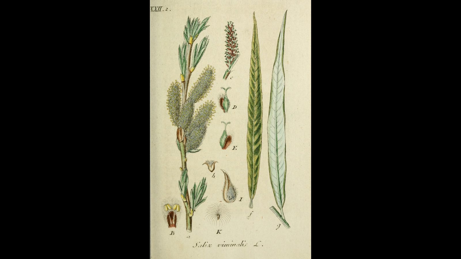 18-June Willows, Poplars & Rare Giants Section Image