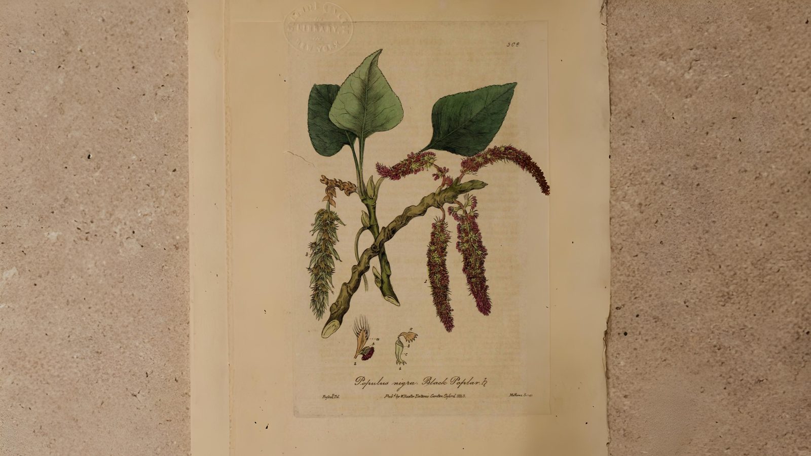18-June Willows, Poplars & Rare Giants Section Image