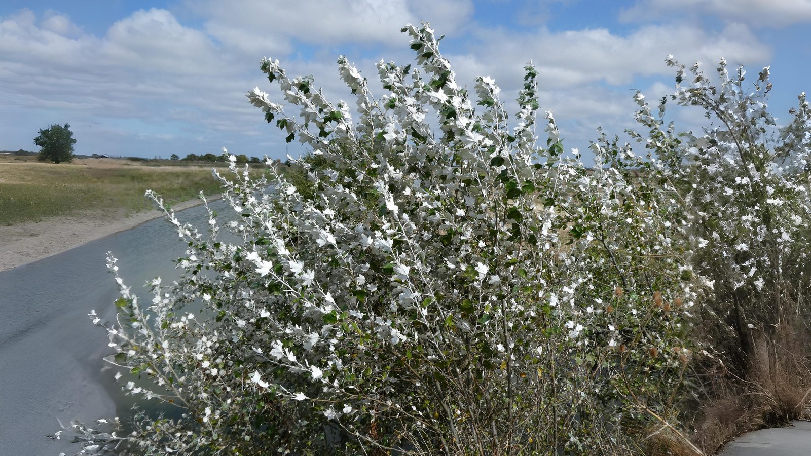 18-June Willows, Poplars & Rare Giants Section Image