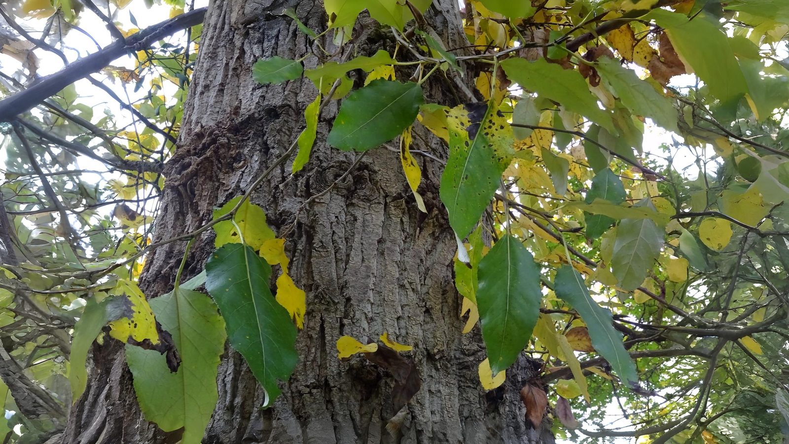 18-June Willows, Poplars & Rare Giants Section Image