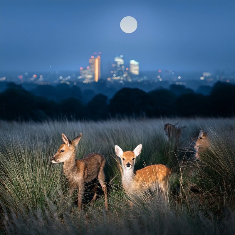 20-June Wild Families of London