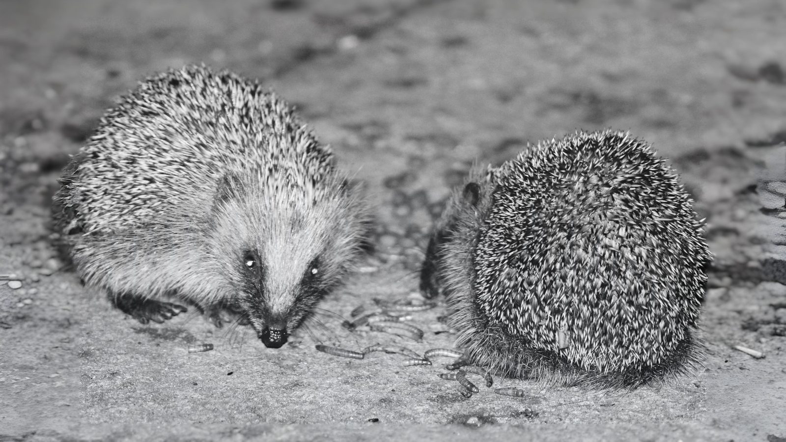 21-June London’s Solstice Wildlife Section Image