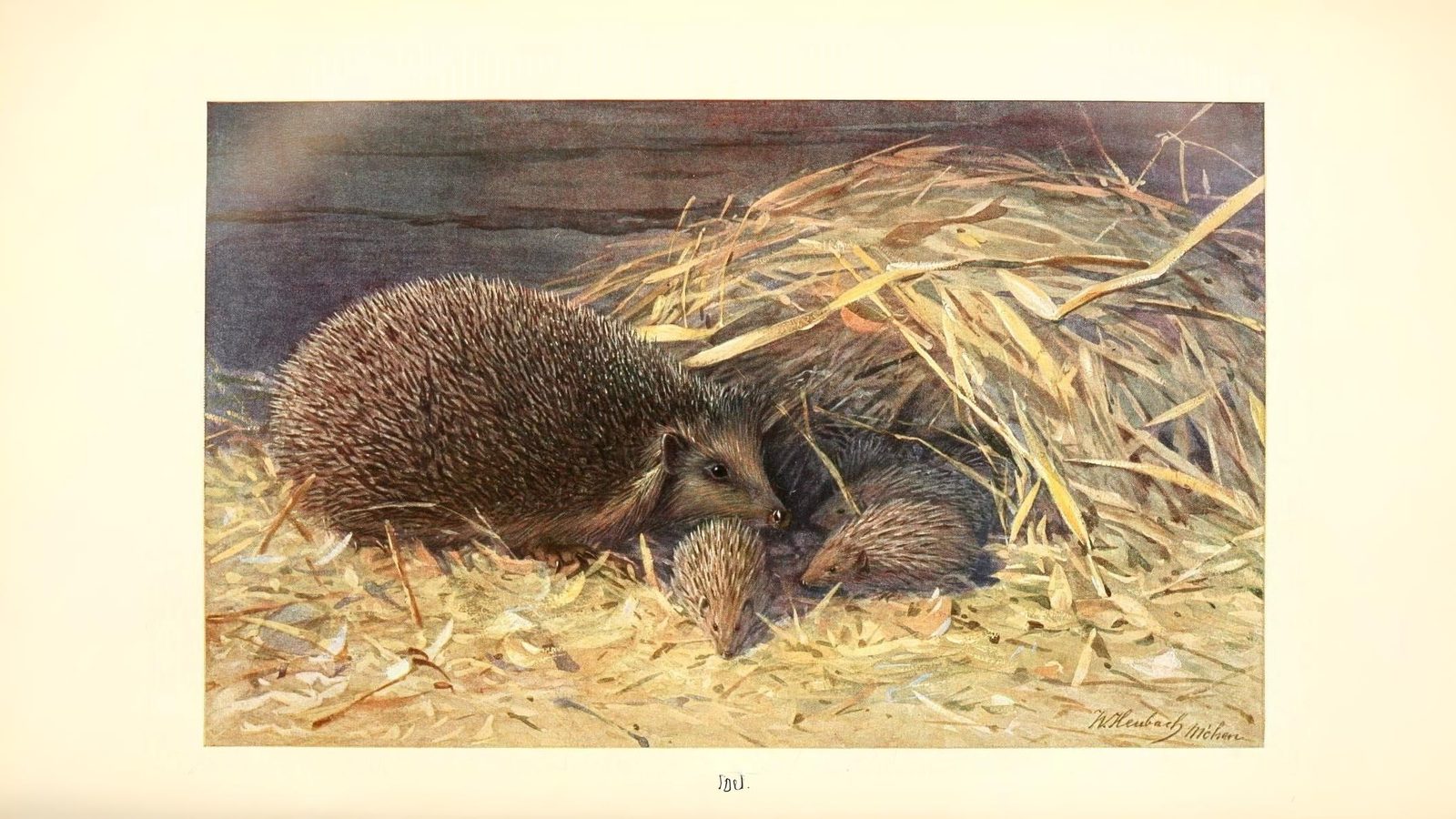 21-June London’s Solstice Wildlife Section Image