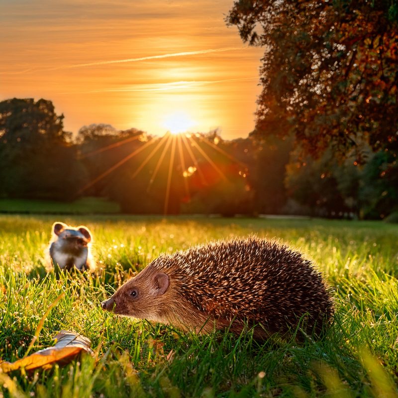 21-June London’s Solstice Wildlife