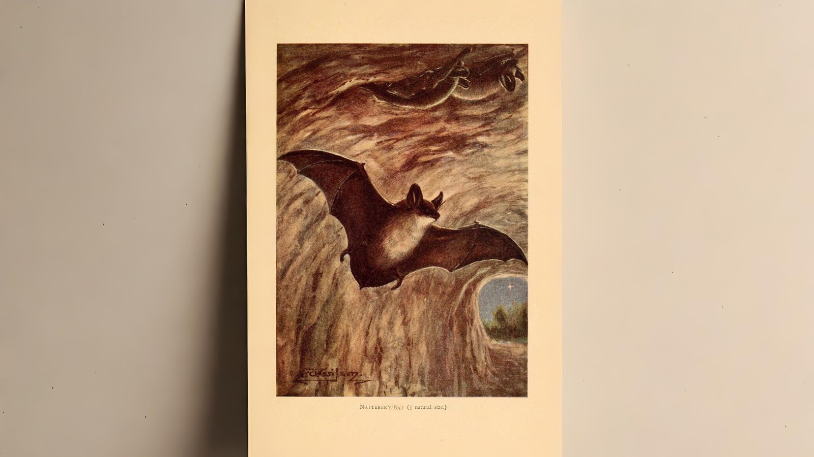 22-June Bats, Adders & Midnight Feeders Section Image