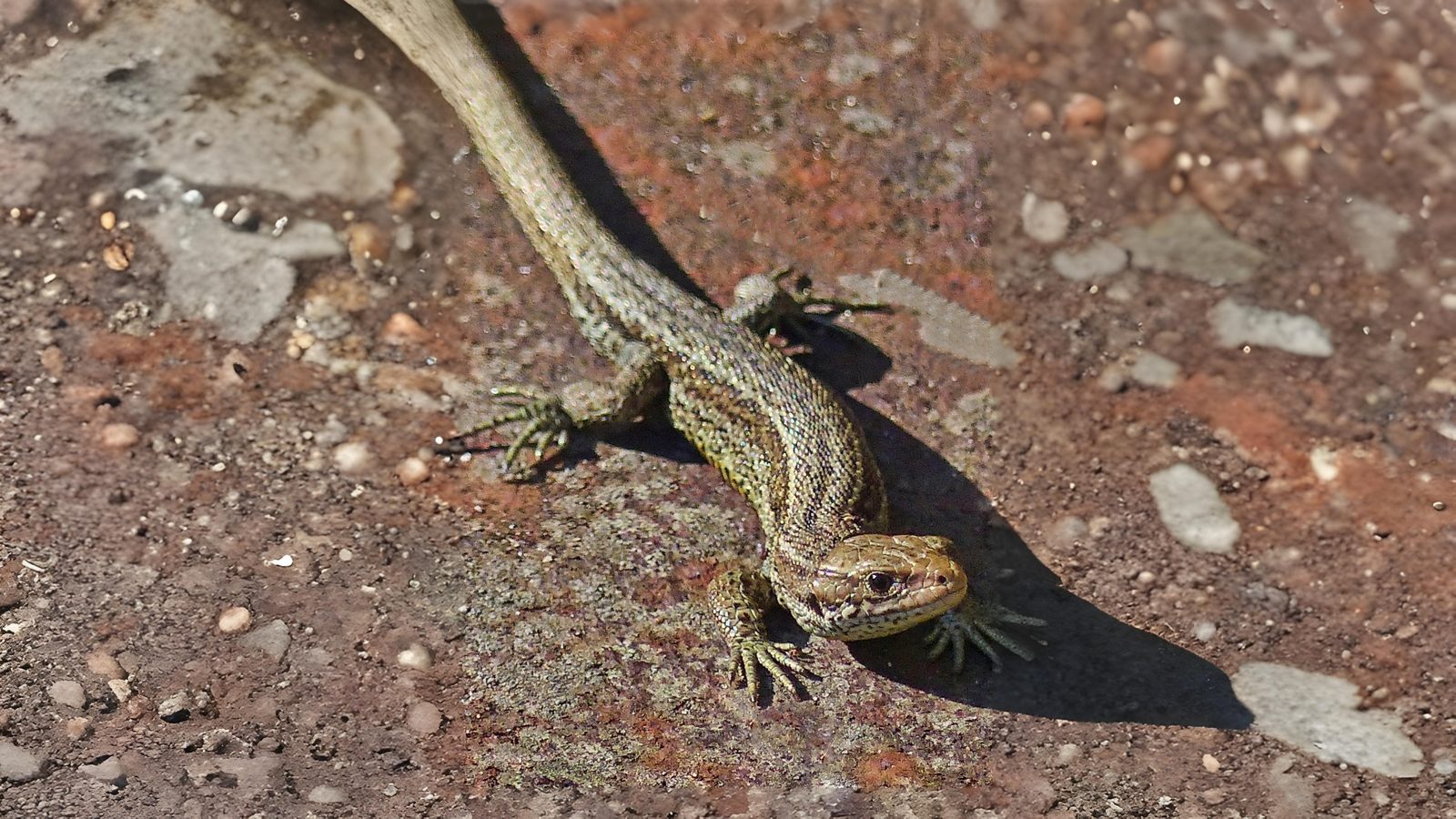 22-June Bats, Adders & Midnight Feeders Section Image