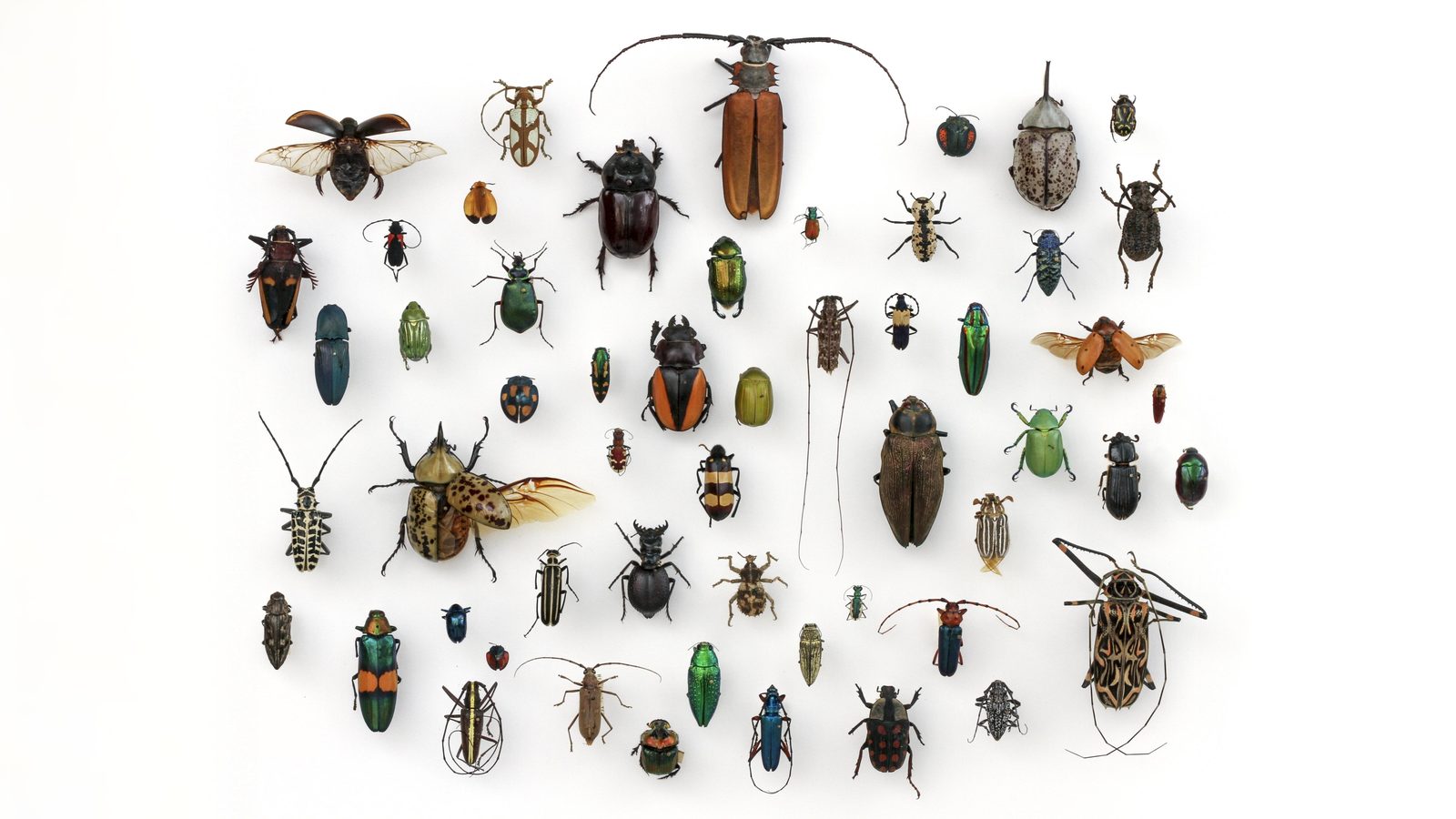 23-June London’s Beetle Bonanza Section Image