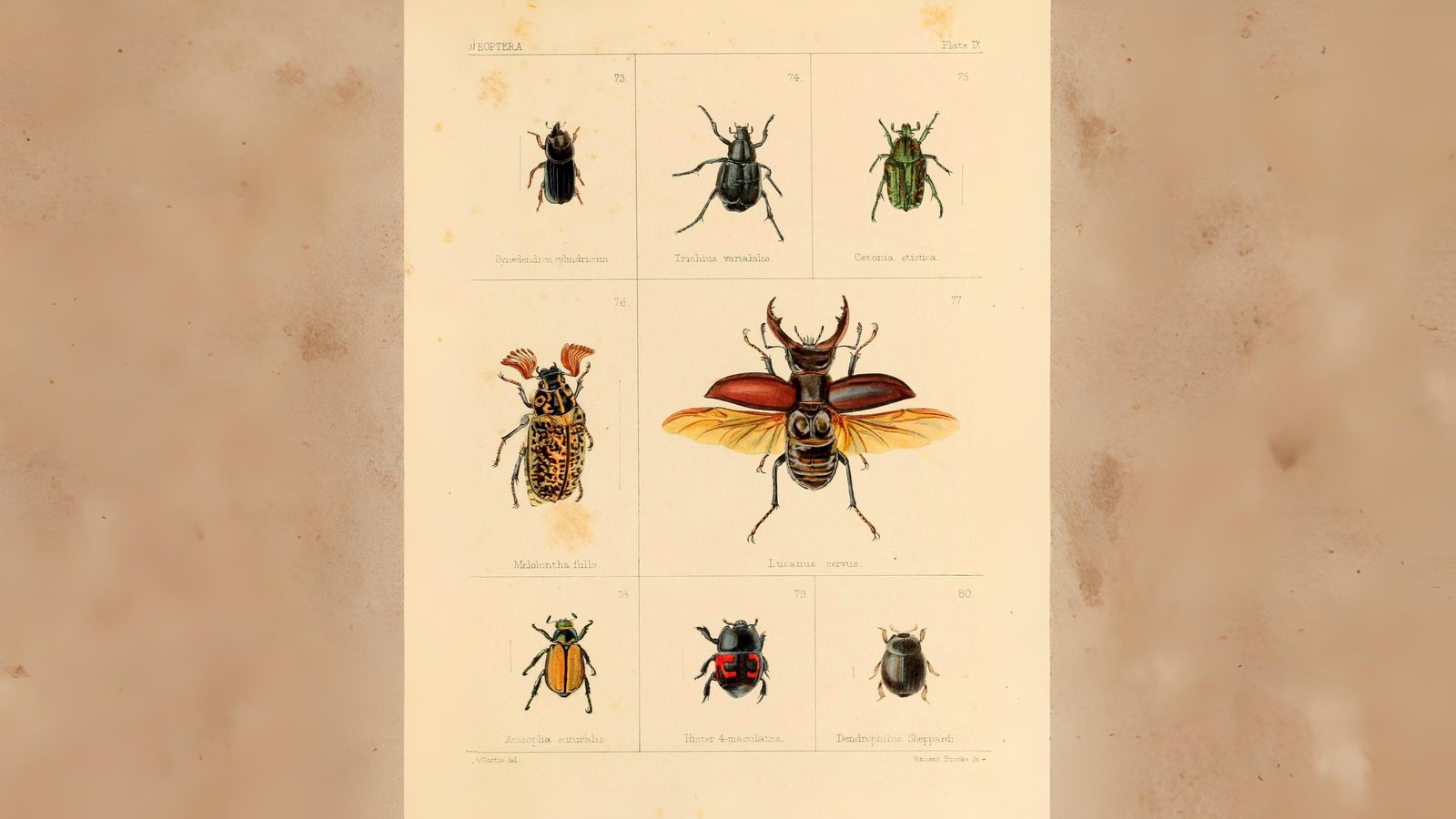 23-June London’s Beetle Bonanza Section Image