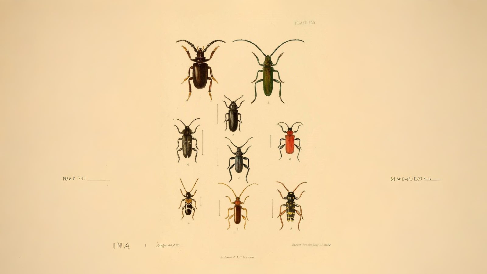 23-June London’s Beetle Bonanza Section Image