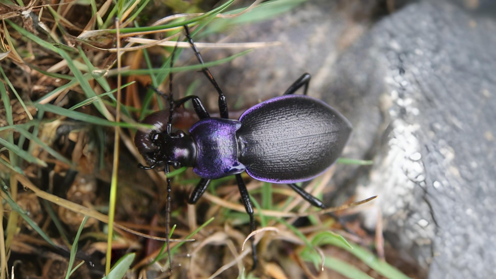 23-June London’s Beetle Bonanza Section Image