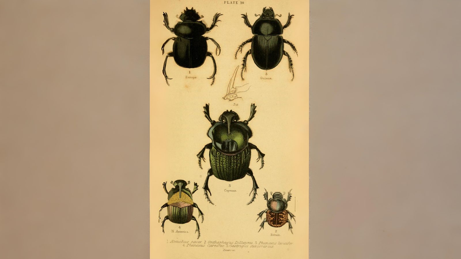 23-June London’s Beetle Bonanza Section Image