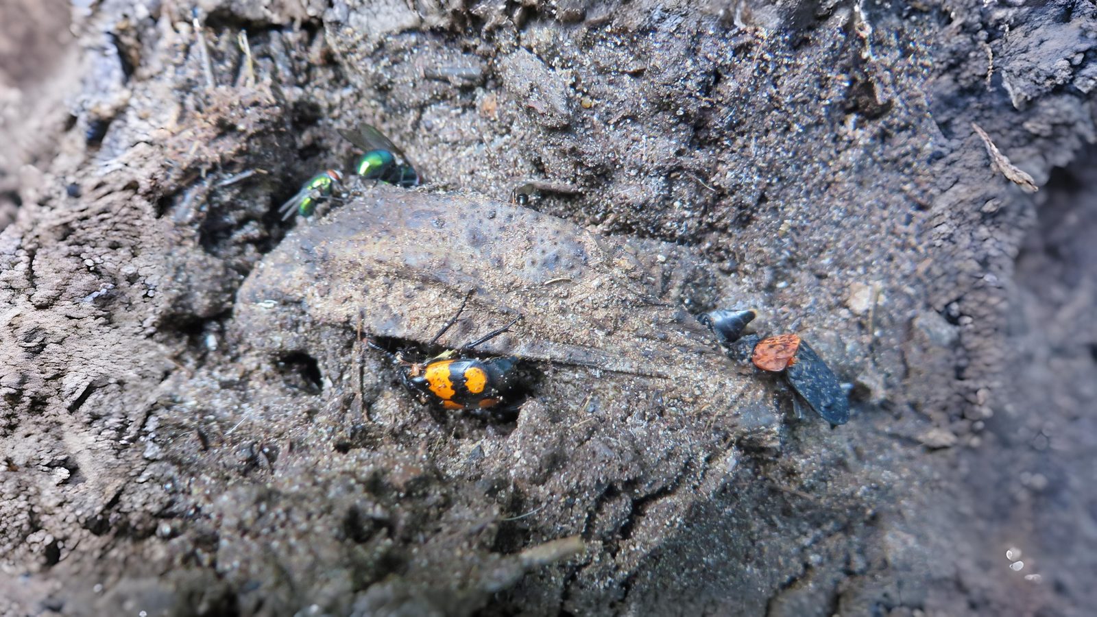 23-June London’s Beetle Bonanza Section Image