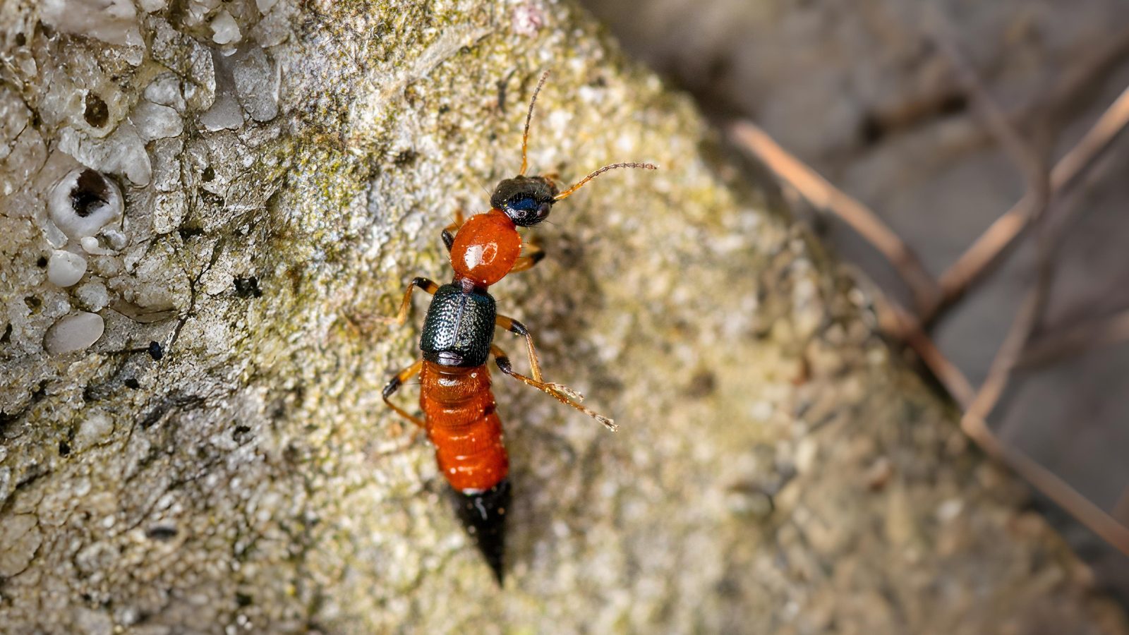 23-June London’s Beetle Bonanza Section Image