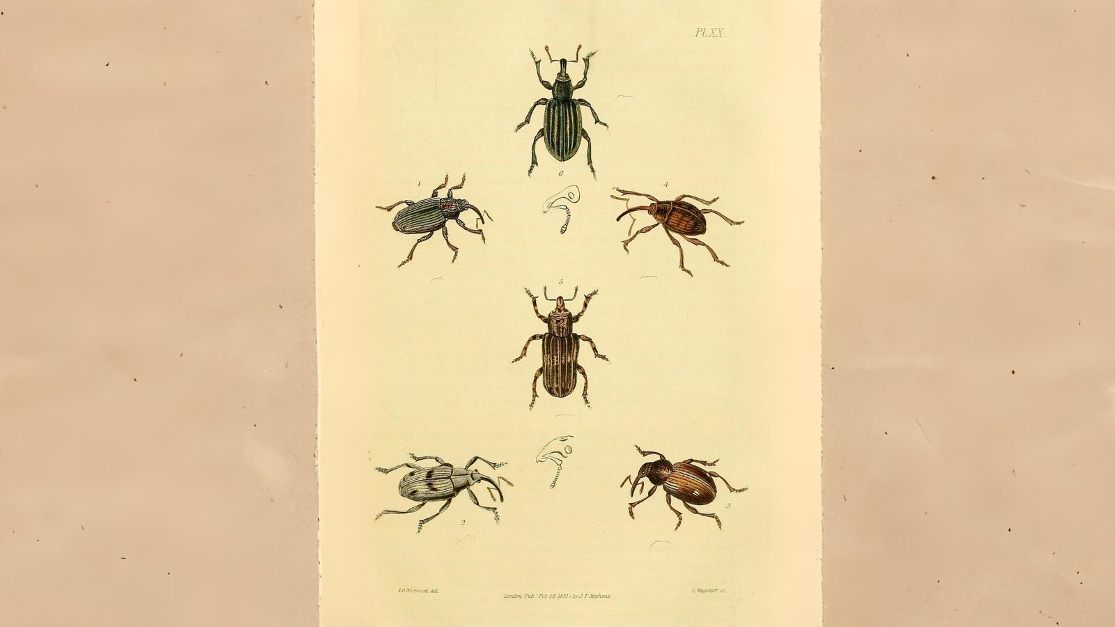 23-June London’s Beetle Bonanza Section Image