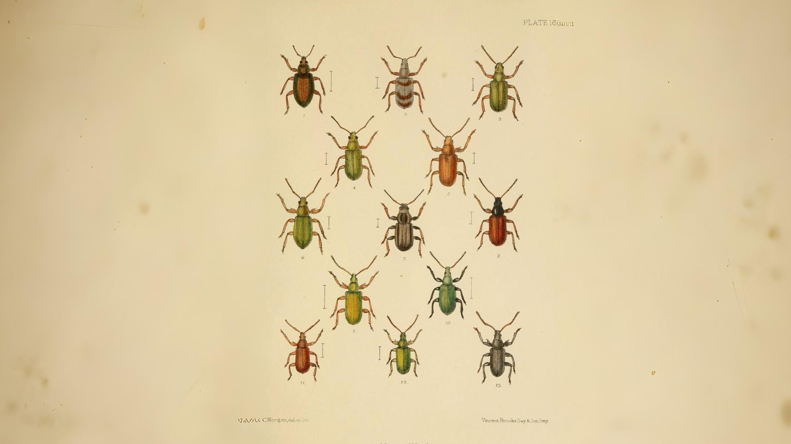 23-June London’s Beetle Bonanza Section Image