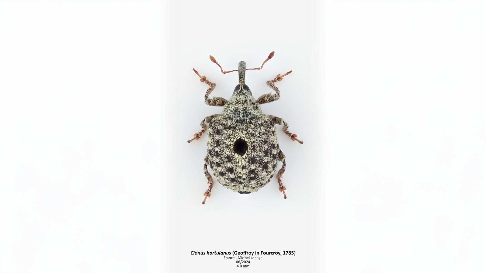 23-June London’s Beetle Bonanza Section Image