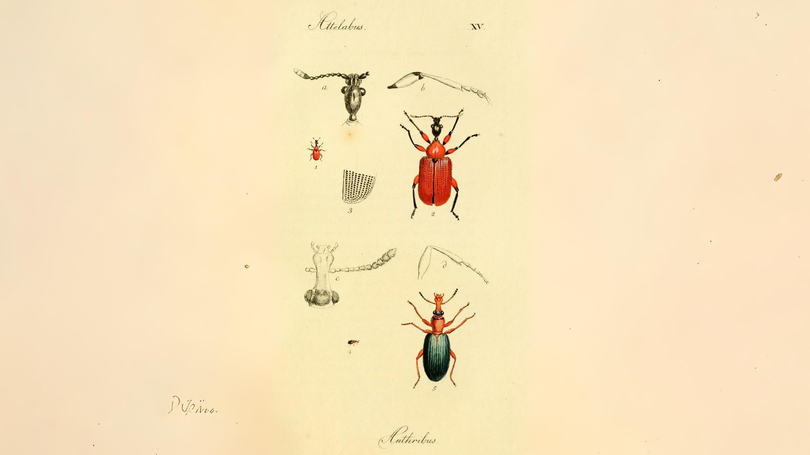 23-June London’s Beetle Bonanza Section Image
