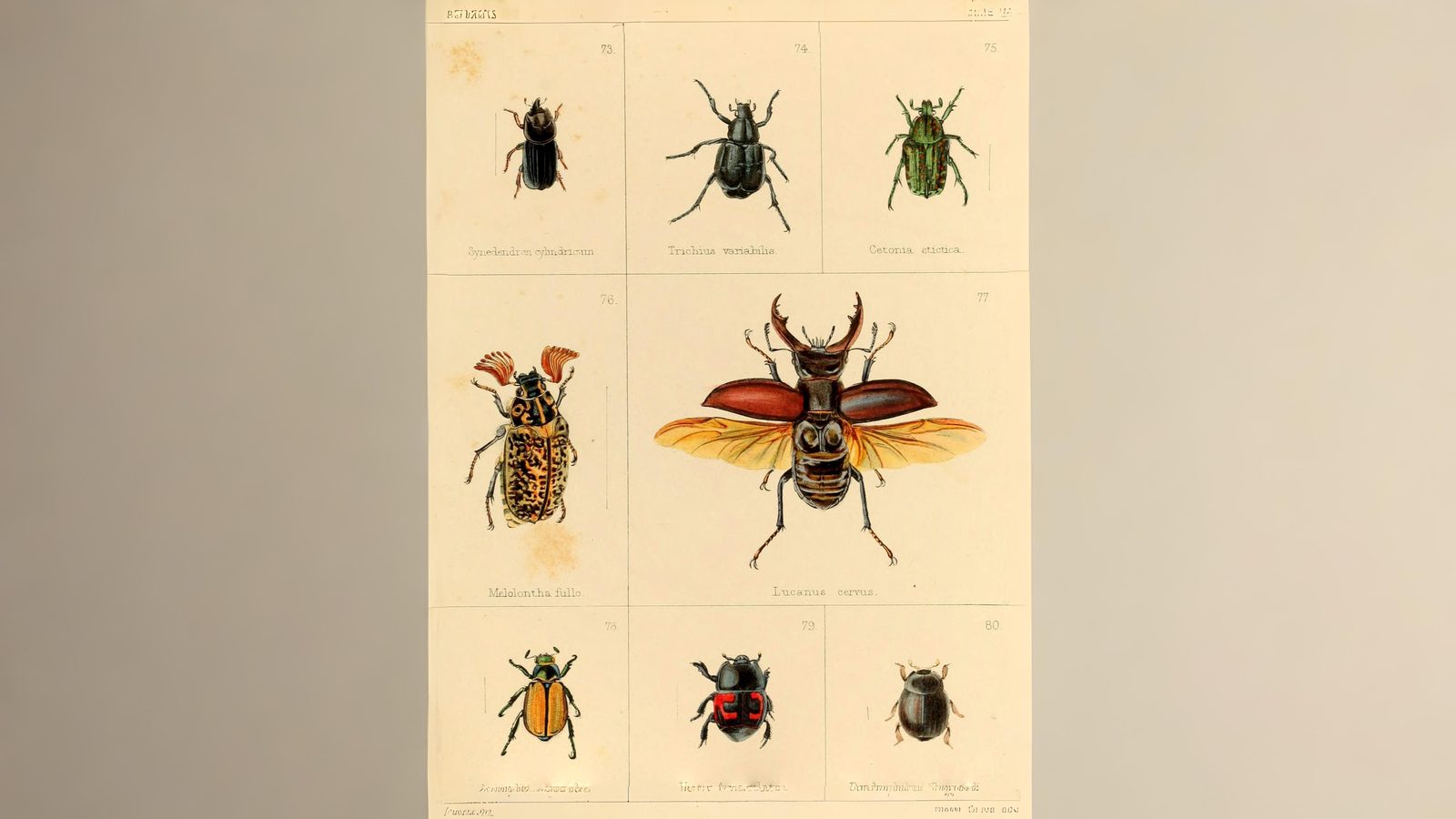 24-June Midsummer Beetles & London Lore Section Image