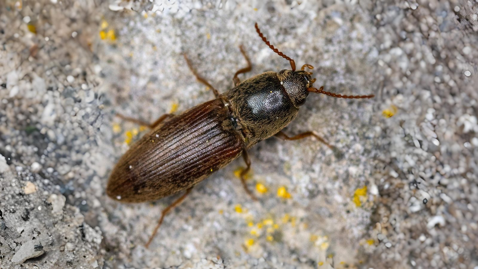 24-June Midsummer Beetles & London Lore Section Image