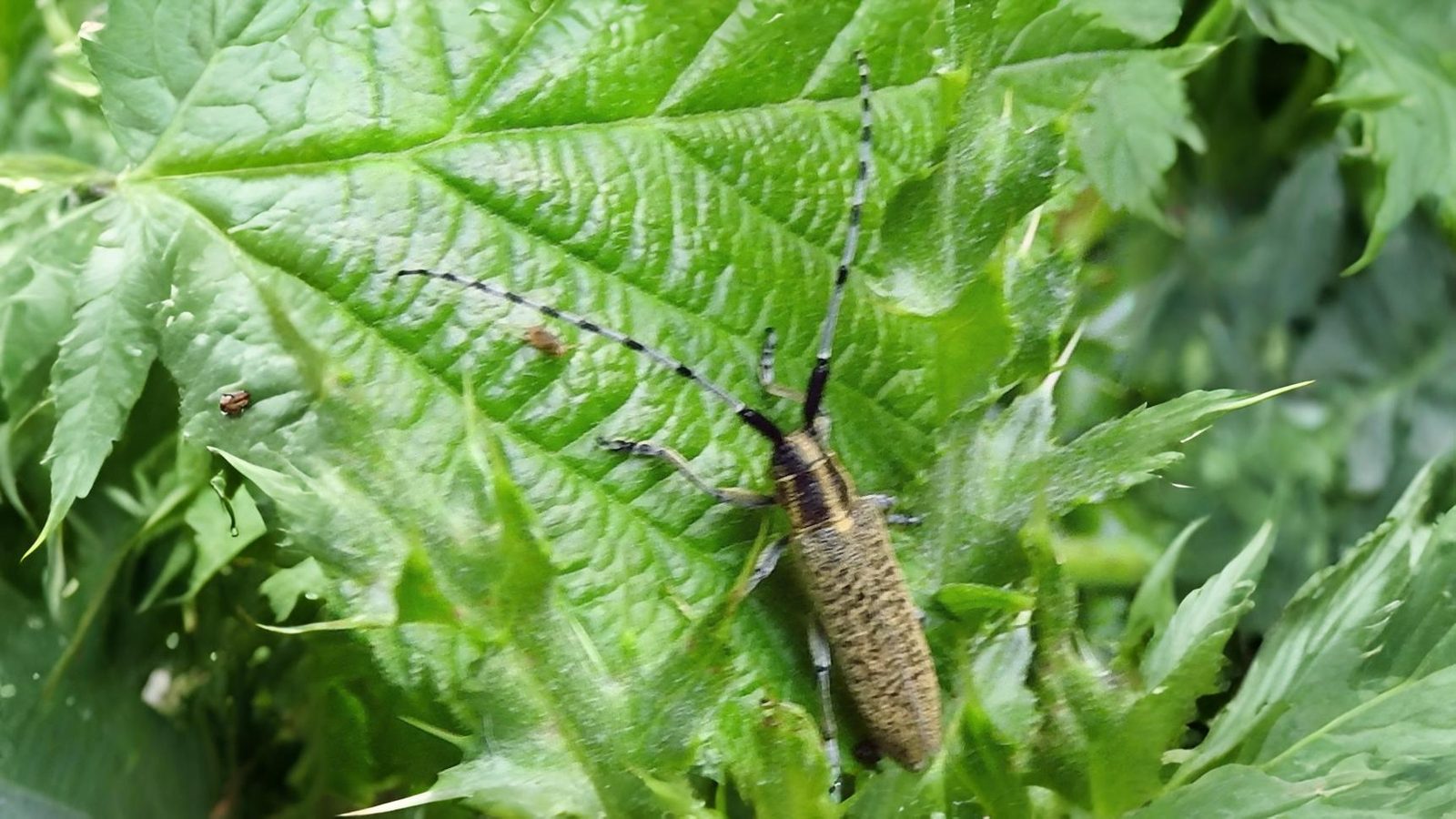 24-June Midsummer Beetles & London Lore Section Image
