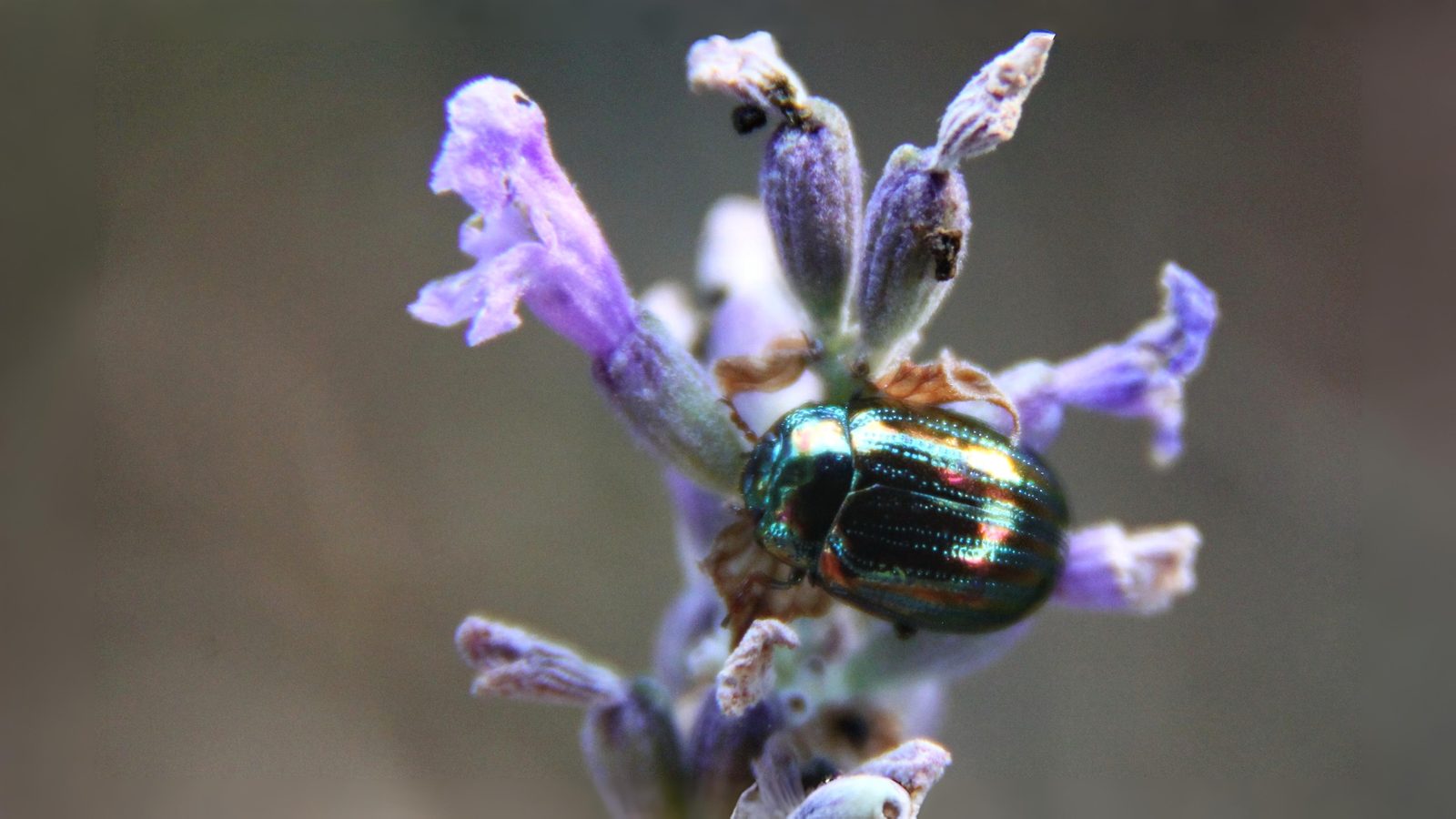 24-June Midsummer Beetles & London Lore Section Image